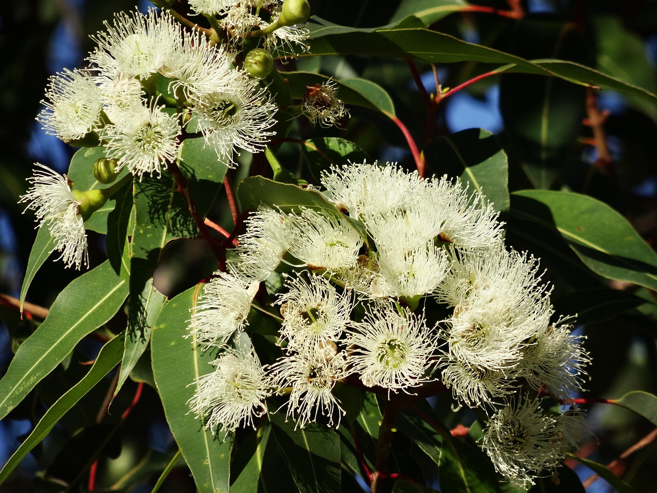 Lemon Eucalyptus Myths: What This Oil Is, and What It Is Not