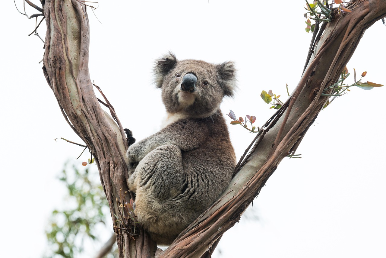 Lemon Eucalyptus vs Eucalyptus Globulus: Two Very Different Gums